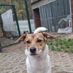 Pies do adopcji, Milanówek, 21 grudnia 2025