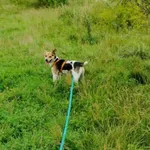 Drops (6206), Samiec