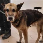 Znaleziono psa, Grudziądz, 28 sierpnia 2025