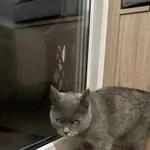 znaleziono kota/kotke