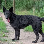 Znaleziono psa, Grudziądz, 12 czerwca 2025