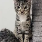 Kot do adopcji, Włocławek, 3 września 2025