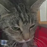 Znaleziono kota, Lublin, 2 września 2025