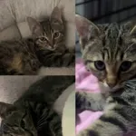 Kot do adopcji, Radom, 3 września 2025