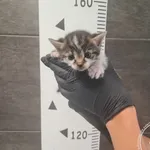 Znaleziono kota, Chełmek, 4 września 2025