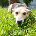 Pies do adopcji, Bełchatów, 20 kwietnia 2021