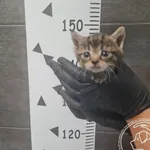 Znaleziono kota, Chełmek, 4 września 2025