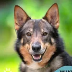 Pies do adopcji, Gdynia, 5 września 2025