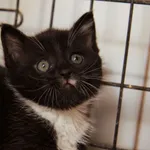 Znaleziono kota, Sosnowiec, 4 września 2025