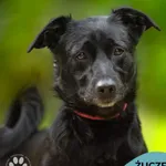 Pies do adopcji, Gdynia, 5 września 2025