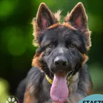 Pies do adopcji, Gdynia, 5 września 2025