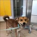 Znaleziono psa, Grudziądz, 4 września 2025