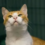 Znaleziono kota, Sosnowiec, 4 września 2025