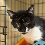 Lancelot