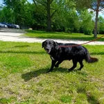 Pies do adopcji, Bełchatów, 12 lutego 2025