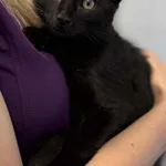 Znaleziono kota, Lublin, 5 września 2025