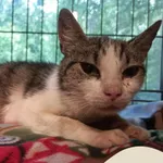 Znaleziono kota, Gdynia, 24 sierpnia 2025