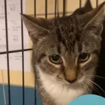 Znaleziono kota, Gdynia, 25 sierpnia 2025