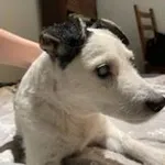 Zaginął pies, Łódź, 5 września 2025