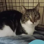 Znaleziono kota, Gdynia, 22 sierpnia 2025