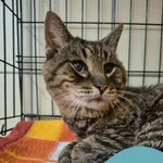 Znaleziono kota, Gdynia, 2 września 2025