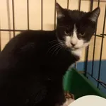 Znaleziono kota, Gdynia, 25 sierpnia 2025