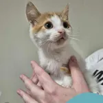 Znaleziono kota, Gdynia, 1 września 2025