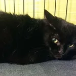 Kot do adopcji, Racibórz, 5 września 2025