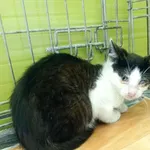 Kot do adopcji, Racibórz, 5 września 2025