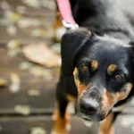 Znaleziono psa, Sosnowiec, 4 września 2025