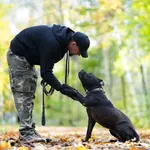 Znaleziono psa, Sosnowiec, 4 września 2025