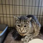 Znaleziono kota, Gdynia, 19 sierpnia 2025