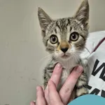 Znaleziono kota, Gdynia, 1 września 2025