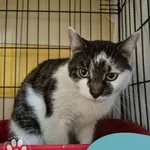 Znaleziono kota, Gdynia, 1 września 2025