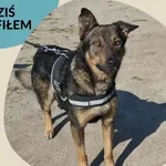 Znaleziono psa, Dąbrówka, 5 września 2025