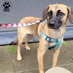 Znaleziono psa, Gdynia, 30 sierpnia 2025