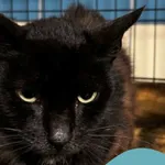 Znaleziono kota, Gdynia, 19 sierpnia 2025