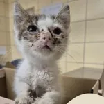 Znaleziono kota, Gdynia, 25 sierpnia 2025