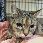 Znaleziono kota, Gdynia, 1 września 2025