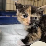 Znaleziono kota, Gdynia, 24 sierpnia 2025