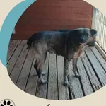 Znaleziono psa, Dąbrówka, 4 września 2025