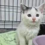 Znaleziono kota, Sosnowiec, 5 września 2025