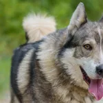 Pies do adopcji, Nowodwór, 4 września 2025