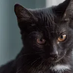 Znaleziono kota, Sosnowiec, 5 września 2025