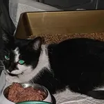 Znaleziono kota, Lublin, 5 września 2025