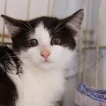 Znaleziono kota, Sosnowiec, 5 września 2025