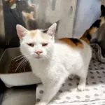 Kot do adopcji, Włocławek, 5 września 2025