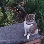 Zaginął kot, Chrzanów, 7 września 2025