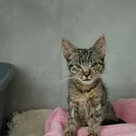 Znaleziono kota, Sosnowiec, 6 września 2025