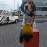 Zaginął pies, Warszawa, 8 września 2025